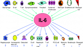 IL-6 IL6 cells cytokine